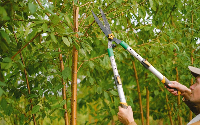 Tree trimming in Mayodan, NC